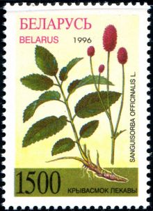 Belarus 1996 Flora of Belarus - Herbs b1500.jpg