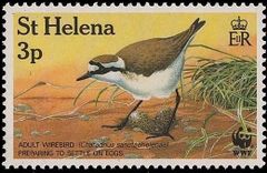St Helena 1993 Wirebird WWF a.jpg