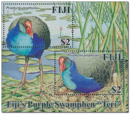 Fiji 2006 Fijis Purple Swamphen - Teri ms.jpg