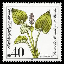 Germany-Berlin 1981 Charity Stamps - Flowers 40+20.jpg