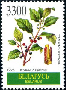 Belarus 1996 Flora of Belarus - Herbs 3300.jpg