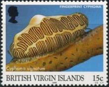 British Virgin Islands 1998 Marine Life a.jpg