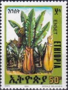 Ethiopia 1994 Enset Plant d.jpg
