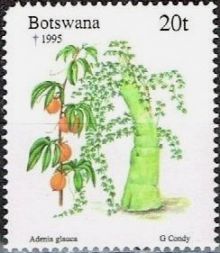 Botswana 1995 Christmas - Plants a.jpg