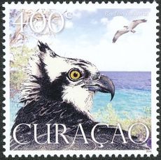Curaçao 2014 Birds of Prey f.jpg