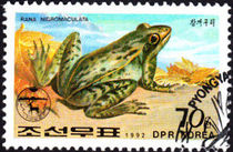 Korea (North) 1992 Frogs and Toads 70ch.jpg