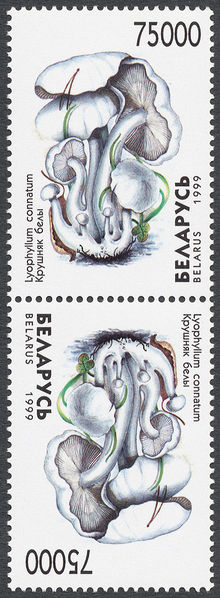 Belarus 1999 Fungi pair 75000.jpg