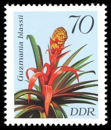 Germany-DDR 1988 Flowers 70pf.jpg