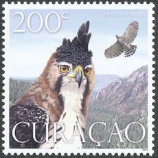 Curaçao 2014 Birds of Prey b.jpg